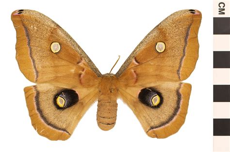 Polyphemus Moth | Smithsonian Institution