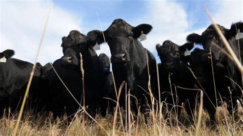 National Beef Wire Cattle Weights