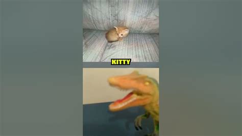 aaaaaaaaaa memes funny cat youtube