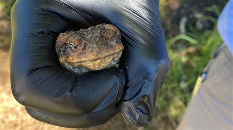 Investigations Continue Into Mandalong Cane Toad Outbreak With 51