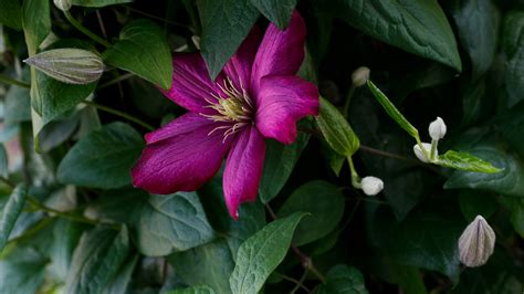 Urban expansion will redefine clarksville tennessee skyline by next year 1