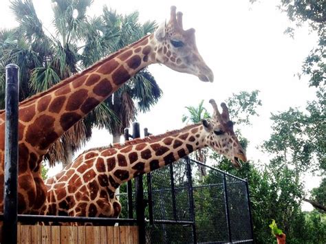 Naples Zoo - Naples, FL | Naples zoo, Zoo, Naples