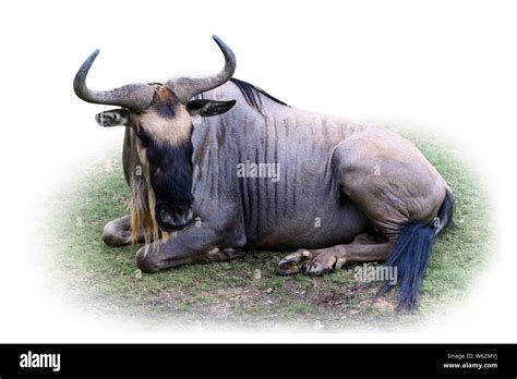 Wildebeest Gnu Facing Forward Lying On Grass Isolated On White