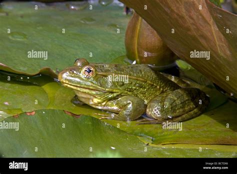 Chiricahua Leopard Frog Rana Chiricahuensis Arizona Usa Also