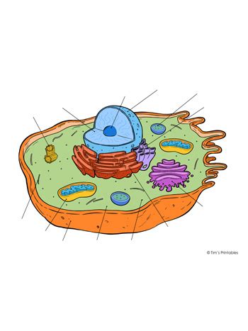 Animal Cell Diagram - Tim's Printables