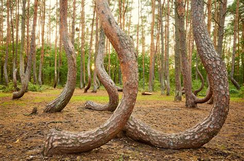 Krzywy Las El Misterioso Bosque Torcido De Polonia Que Impacta A Los