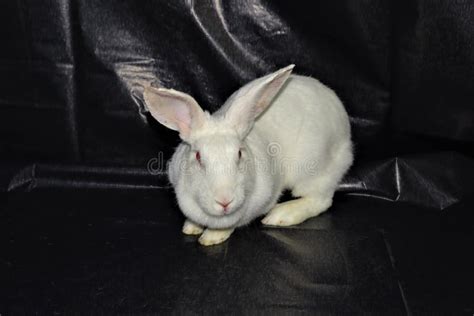 New Zealand White Rabbit Isolated Rabbit Cleans Itself On Black