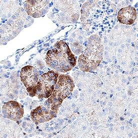 Mouse Patched Ptch Antibody Mab R D Systems