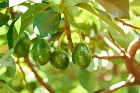 The Zutano Avocado - Minneopa Orchards