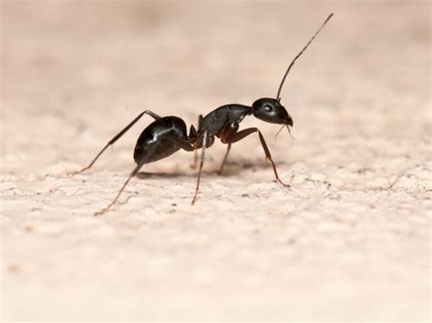 How To Get Rid Of Ants In Carpet - Easy DIY Guide