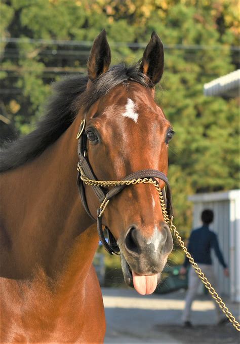 夕刊フジ競馬班さんの人気ツイート（古い順） ついふぁん！