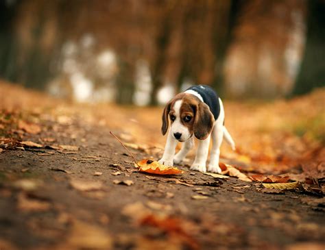 Beagle, HD Animals, 4k Wallpapers, Images, Backgrounds, Photos and Pictures