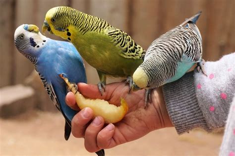 Periquito Australiano Habitat Reprodu O Alimenta O Canto E Como