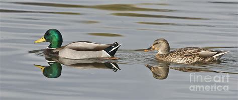 Mallard Drake And Hen Photograph by Anthony Mercieca - Fine Art America