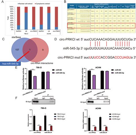 Circ PRKCI Could Serve As A Sponge For MiR 545 3p A The Subcellular