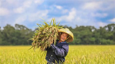 Haikou Hainan Da Paso A La Cosecha De Arroz En Qiongshan Cgtn En