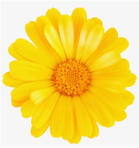 Margaritas Png Para Montajes Rosavecina Yellow Flower Without