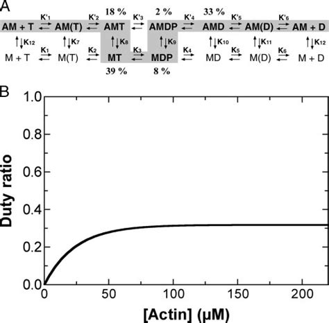 A, reaction scheme of myosin Vc ATPase cycle. A, actin; M, myosin; T ...