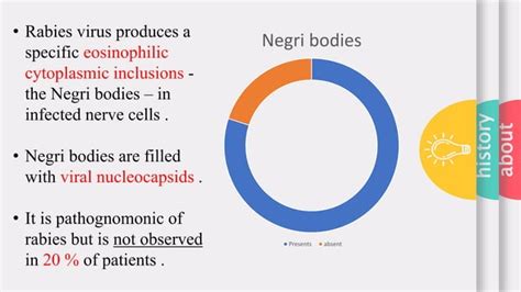 Transmission and pathogenesis of rabies | PPT