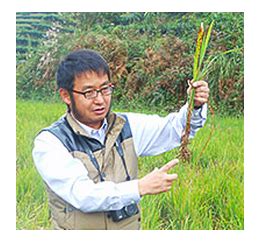 Chinese Scientists Develop Perennial Rice A Climate Friendly Staple