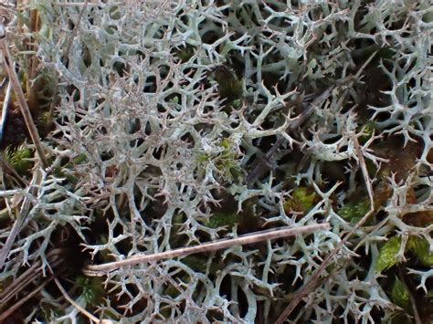 Whitbarrow Trip Lichen Report 18 February 2024 Cumbria Lichens And