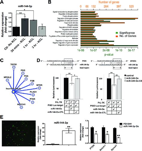 MiR 144 3p Is Activity Induced And Targets Genes Involved In The