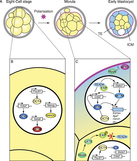 Figure 2 From Early Cell Fate Decisions In The Mouse Embryo Semantic