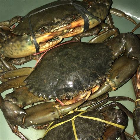 Jual Kepiting Isi 2 3 Ekor Per Kg Shopee Indonesia