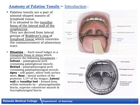 SOLUTION Palatine Tonsils Studypool