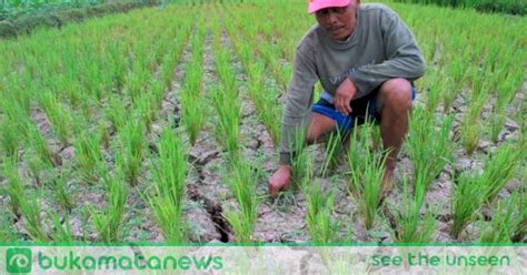 Pertahankan Swasembada Kementan Tingkatkan Budidaya Padi Di Lahan