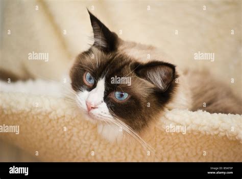 Cat in a cradle hi-res stock photography and images - Alamy