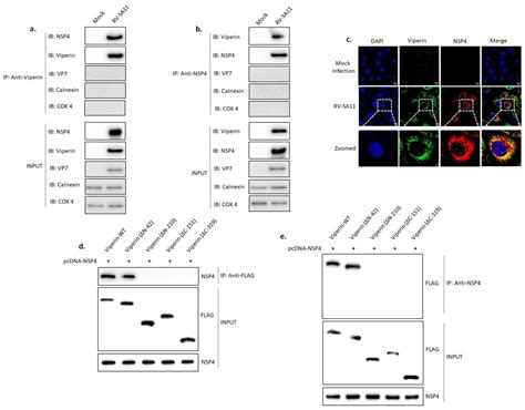 Viruses Free Full Text Viperin An Ifn Stimulated Protein Delays