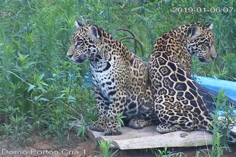 Nacieron Dos Yaguaret S En Los Esteros Del Iber La Trocha Estaci N