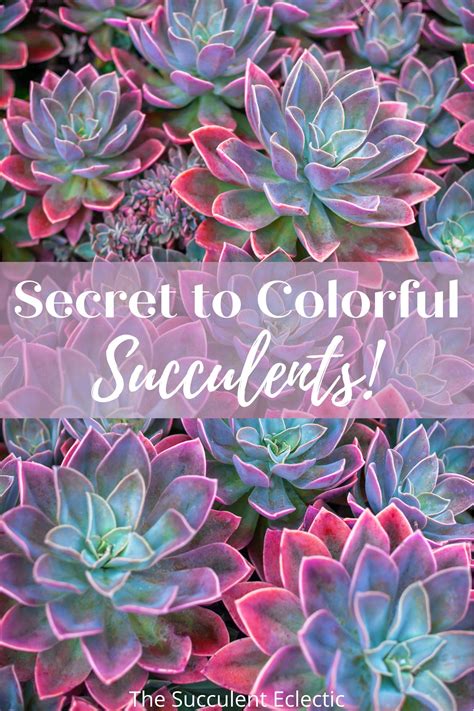 The Secret To Colorful Succulents You Can Make It Happen The Succulent Eclectic Flowering