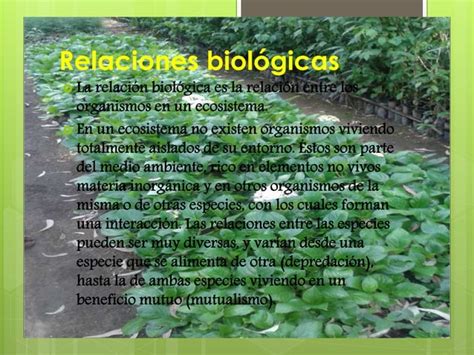 Ecologia Relaciones Interespecificas E Intraespecificas Ppt