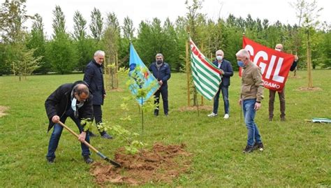 Primo Maggio Il Gesto Simbolico Dei Sindacati Una Quercia Per