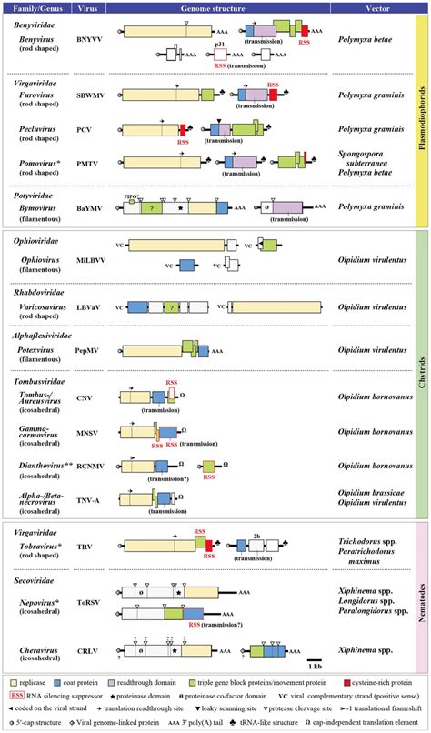 Genome Structure Of The Representative Soil Borne Plant Viruses The