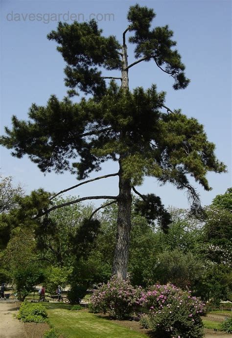 Plantfiles Pictures Corsican Pine Pinus Nigra Subsp Laricio By Kelli