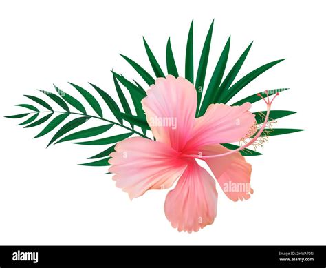 Pink Hibiscus Flower With Palm Leaves Isolated On White Background