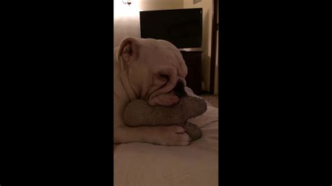 Deaf Bulldog Suckles Toy Until Falling Asleep Youtube