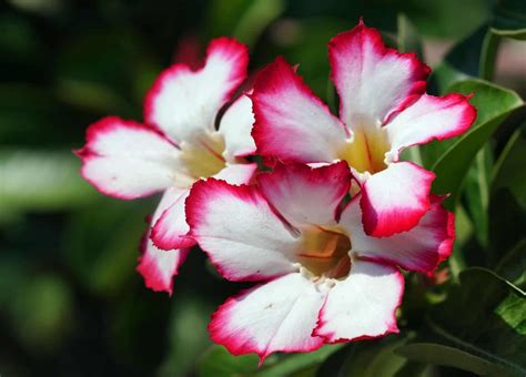 Como Cultivar Rosa Do Deserto Um Guia Para Cultivar E Propagar