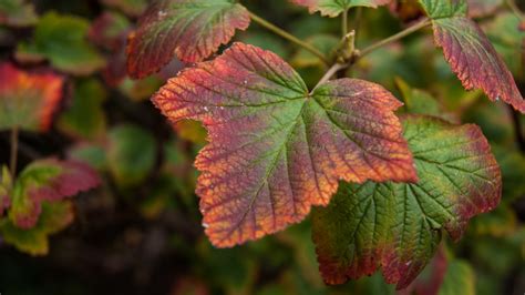 Kostenlose Foto Baum Natur Blatt Blume Gr N Kraut Herbst