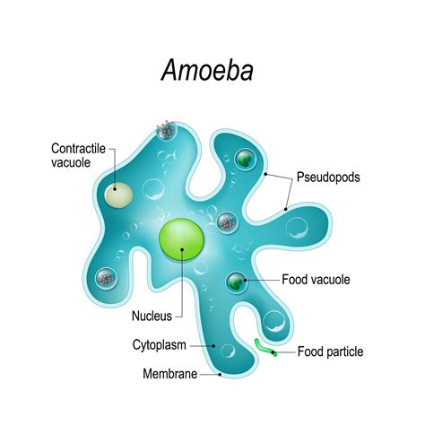 The Lucky Amoeba Wise Humanity