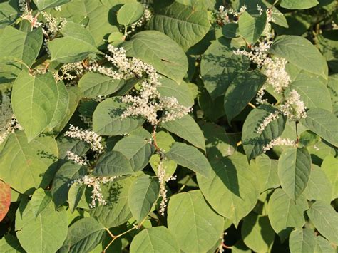 Japanese Knotweed Plant Control Methods For Japanese Knotweed