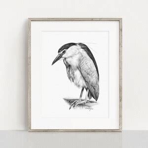 PRINTABLE Black Crowned Night Heron Art Print Pencil Drawing Wading