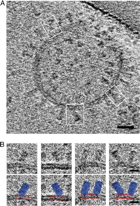 Influenza Hemagglutinin Membrane Anchor Pnas