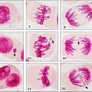 Chromosomal Aberrations Nuclear Abnormalities And Micronucleus