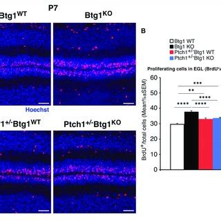 Genetic Ablation Of The B Cell Translocation Gene Btg Gene In