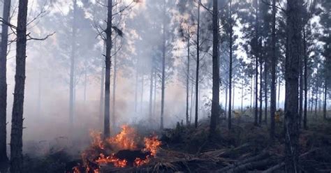 Reportan Más De Dos Millones De Hectáreas De Bosques Incendiados En Estados Unidos