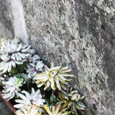 Spéculo joli graphisme CIMETIÈRE DES CHAPRAIS